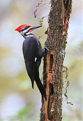 Pileated Woodpecker